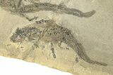 Two Permian Amphibian (Sclerocephalus) Fossils - Germany #264862-2